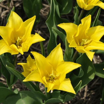 Тюльпан Баллад Голд Тюльпан Баллад Голд фото