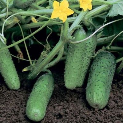 Огурец Караоке F1 (Голландия) Н19 Огурец Караоке F1 (Голландия) Н19 фото