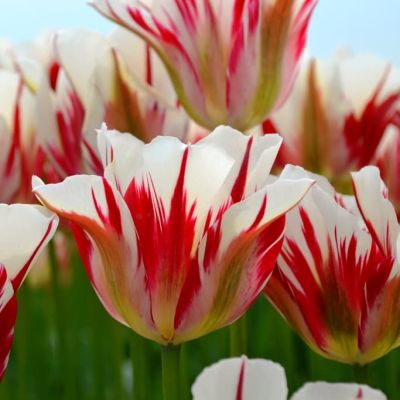 Тюльпан Флеминг Спринг Грин Тюльпан Флеминг Спринг Грин фото