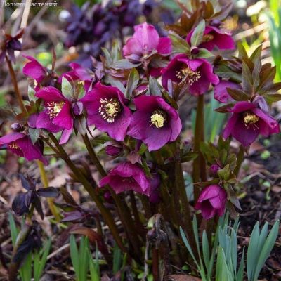 Морозник Претти Эллен Ред - Dolina-Sad.Ru