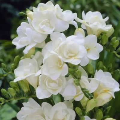 Фрезия Дабл вайт фото