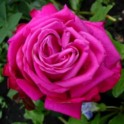 Роза Сентер Ройял фото