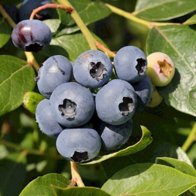 Голубика Шантеклер (Высокорослая) Голубика Шантеклер (Высокорослая) - Dolina-Sad.Ru