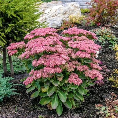 Седум видный - Dolina-Sad.Ru