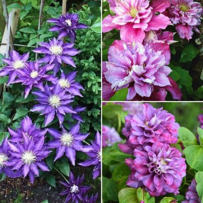 Комплект крупноцветковых клематисов Соната Комплект крупноцветковых клематисов Соната - Dolina-Sad.Ru