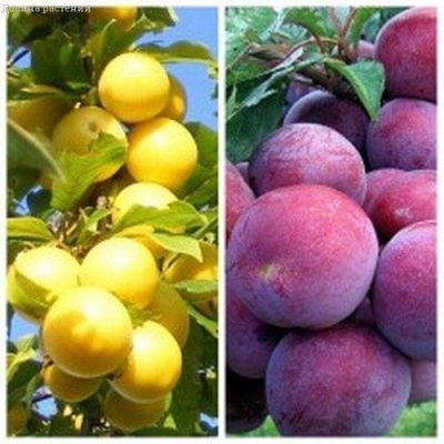 Комплект Слив( Найдена+Ренклод) Комплект Слив( Найдена+Ренклод) фото