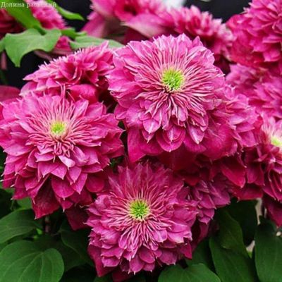 Клематис Кайзер Блашинг БрайдсМэйд Клематис Кайзер Блашинг БрайдсМэйд фото