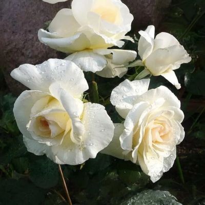 Роза Шневалцер Роза Шневалцер - Dolina-Sad.Ru