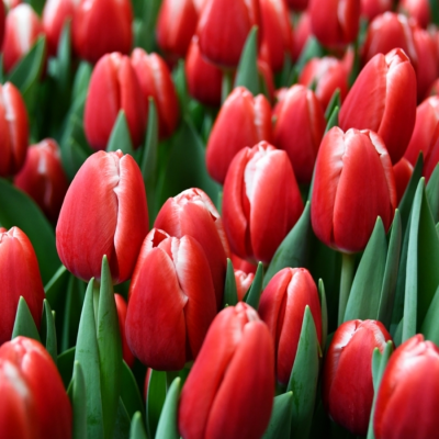 Тюльпан Кунг-фу Тюльпан Кунг-фу - Dolina-Sad.Ru