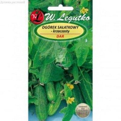 Огурец Дар (Польша) Огурец Дар (Польша) фото