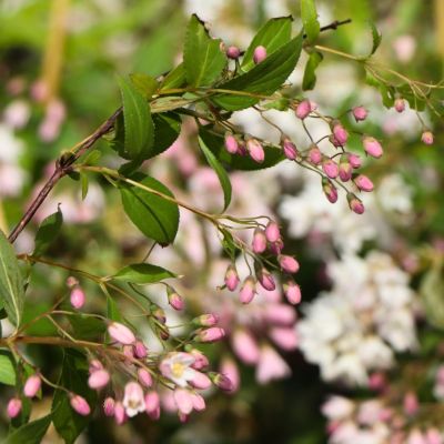 Дейция розовая - Dolina-Sad.Ru