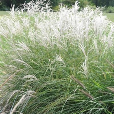 Мискантус Китайский Грациелла Мискантус Китайский Грациелла фото