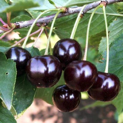 Вишня Антрацитовая Вишня Антрацитовая - Dolina-Sad.Ru