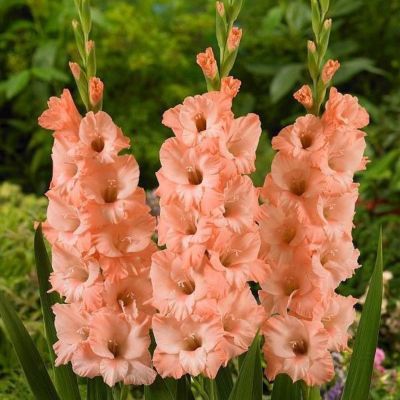 Гладиолус Данателла Гладиолус Данателла - Dolina-Sad.Ru