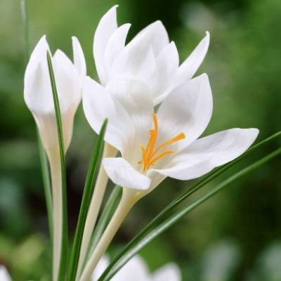 Крокус МИСС ВЕЙН за рубль Крокус МИСС ВЕЙН за рубль фото