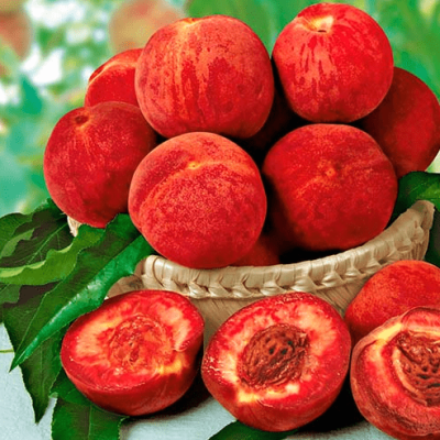Персик Рубино Персик Рубино фото