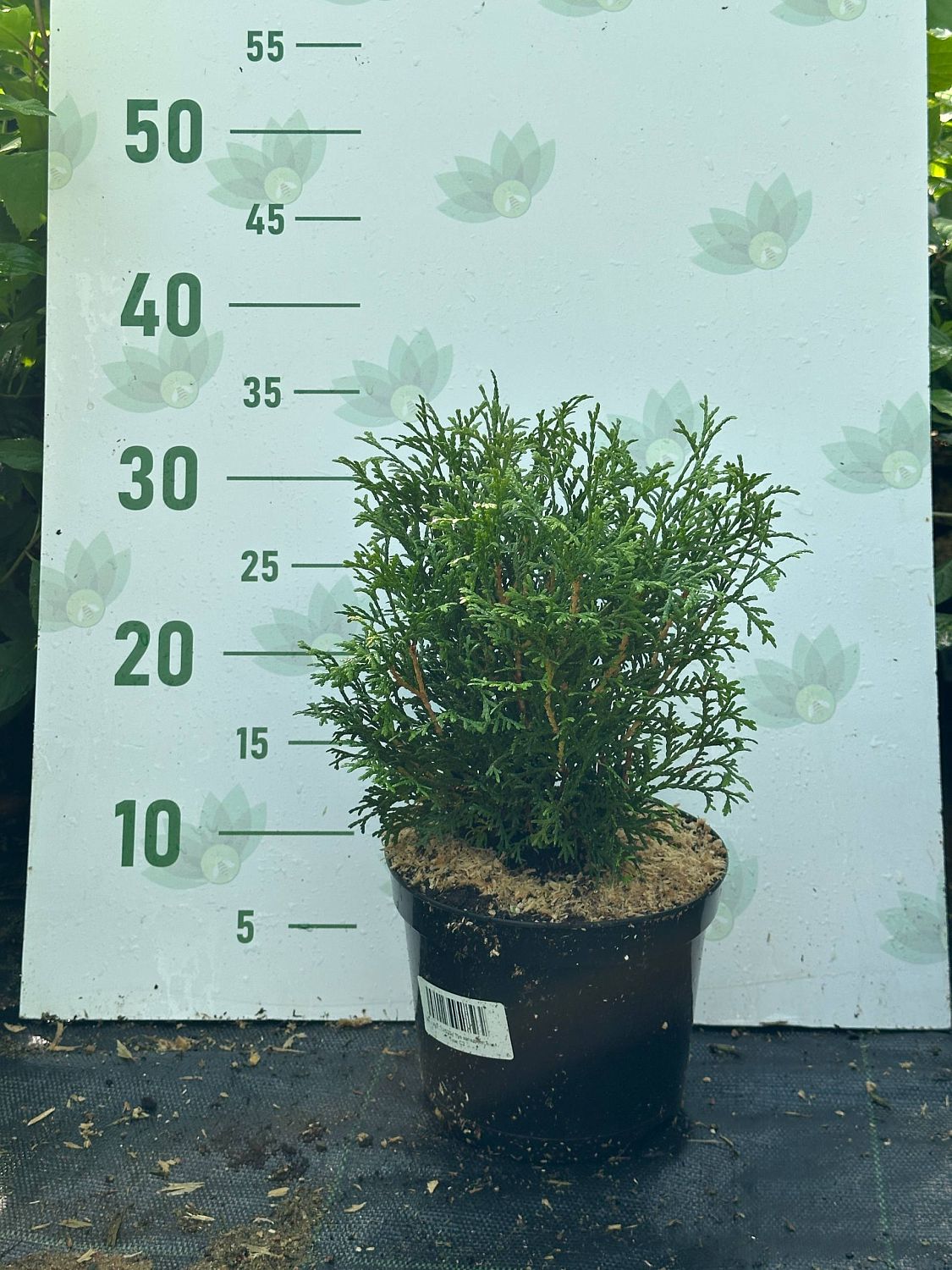 Туя западная Tини Тим, С2 - Dolina-Sad.Ru