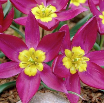 Тюльпан Одалиска Тюльпан Одалиска фото