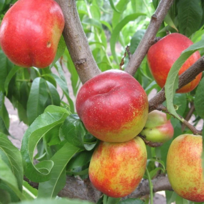 Нектарин Медовый беломясый Нектарин Медовый беломясый фото