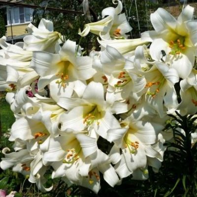 Лилия Уайт Планет Лилия Уайт Планет фото