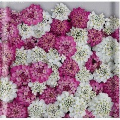 Иберис зонтичный Ягодное желе фото