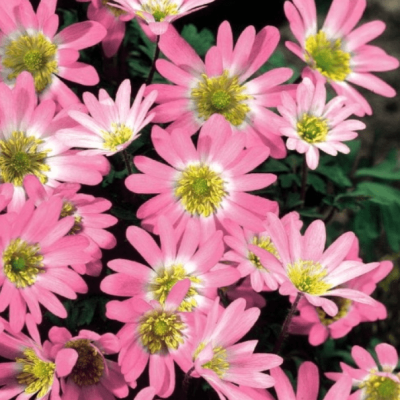 Анемона Бланда Пинк Стар фото