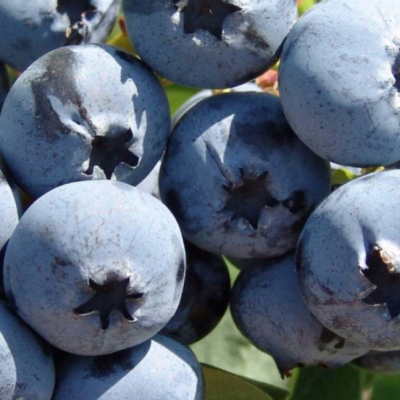 Голубика высокорослая Фламинго Голубика высокорослая Фламинго фото