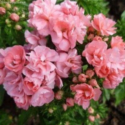 Флокс Шанель друммонда Флокс Шанель друммонда фото