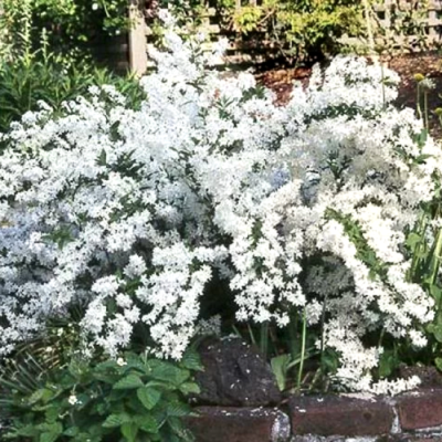 Дейция Прайд оф Рочестер Дейция Прайд оф Рочестер фото