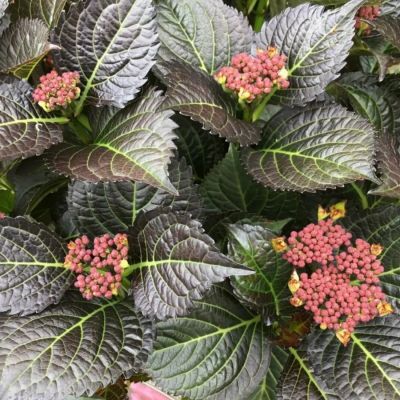 Гортензия крупнолистная Дарк Энджел Гортензия крупнолистная Дарк Энджел - Dolina-Sad.Ru