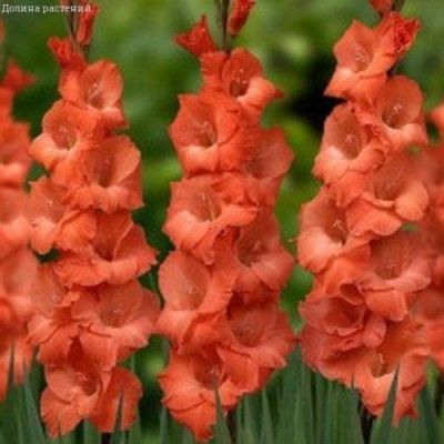 Гладиолус Люцифер Гладиолус Люцифер фото