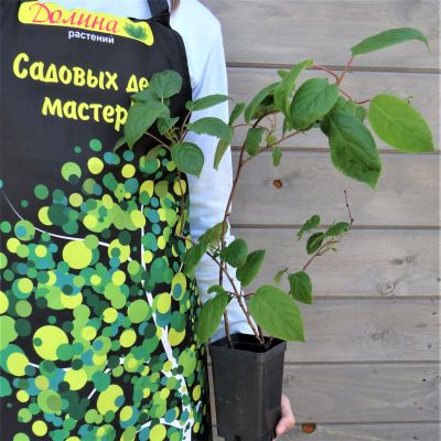 Актинидия Вити-Киви Актинидия Вити-Киви фото