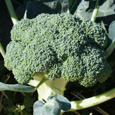 Капуста брокколи Грин Мэджик F1 15 шт. (Саката) Капуста брокколи Грин Мэджик F1 15 шт. (Саката) фото