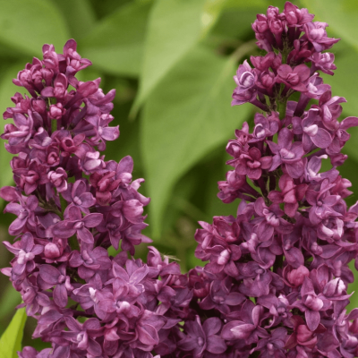 Сирень обыкновенная "Чарльз Джоли" Сирень обыкновенная "Чарльз Джоли" фото