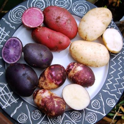 КАРТОФЕЛЬ САЛЮТ - Dolina-Sad.Ru