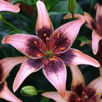 Лилия Уистлер Лилия Уистлер фото