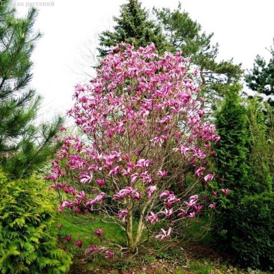 Магнолия Сюзан фото