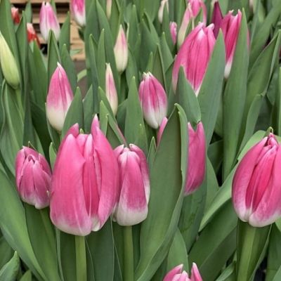 Тюльпан Роял Тен Тюльпан Роял Тен фото