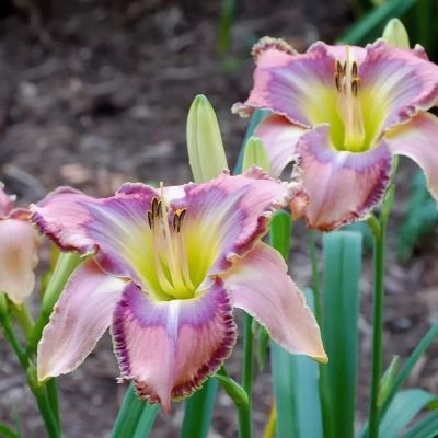 Лилейник Милдред Митчел Лилейник Милдред Митчел фото