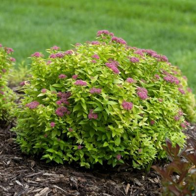 Спирея японская Голден Джек - Dolina-Sad.Ru