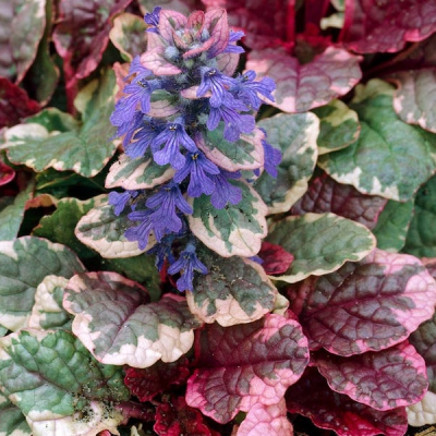 Живучка ползучая "Шугар Плам" фото