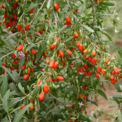 Дереза обыкновенная фото