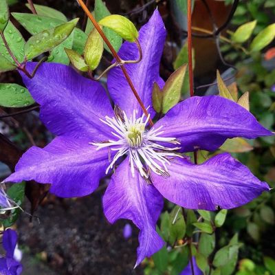 Клематис Даниэль Деронда Клематис Даниэль Деронда фото