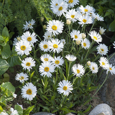 Астра альпийская “Вайт” фото