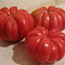 Томат Японский краб Томат Японский краб фото