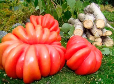 Томат Японский краб Томат Японский краб фото