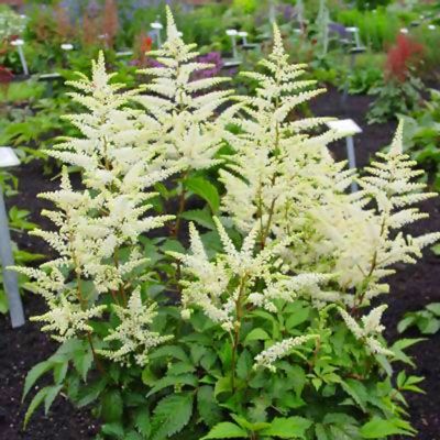 Астильба Арендса Браутшлеер - Dolina-Sad.Ru