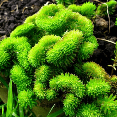 Седум отогнутый Седум отогнутый фото