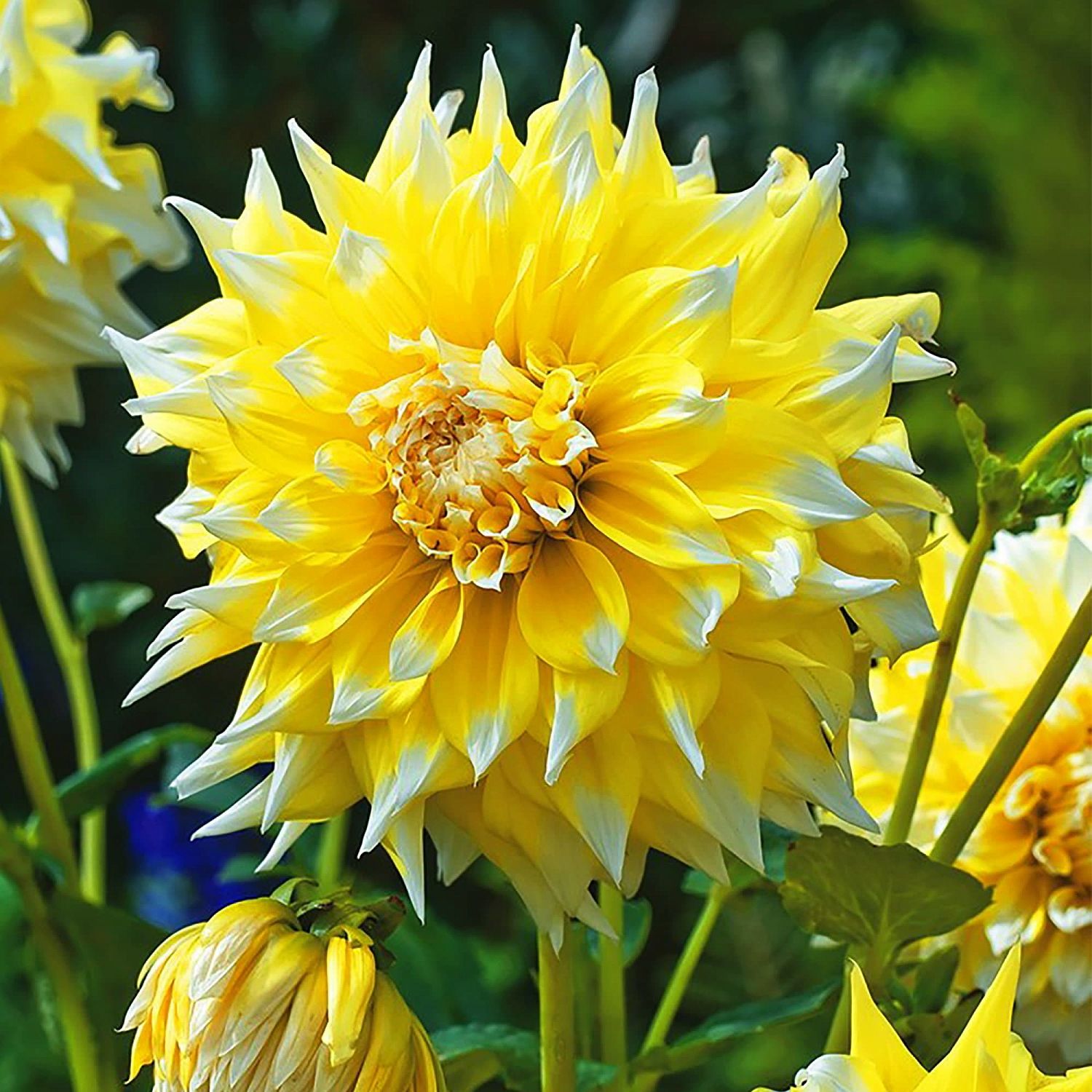 Георгина Гранд При (Гиганты) Георгина Гранд При (Гиганты) фото