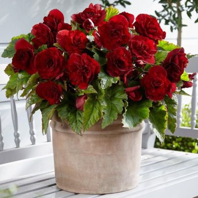 Бегония Мармората фото